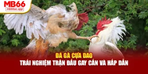 Đá Gà Cựa Dao – Trải Nghiệm Trận Đấu Gay Cấn, Hấp Dẫn